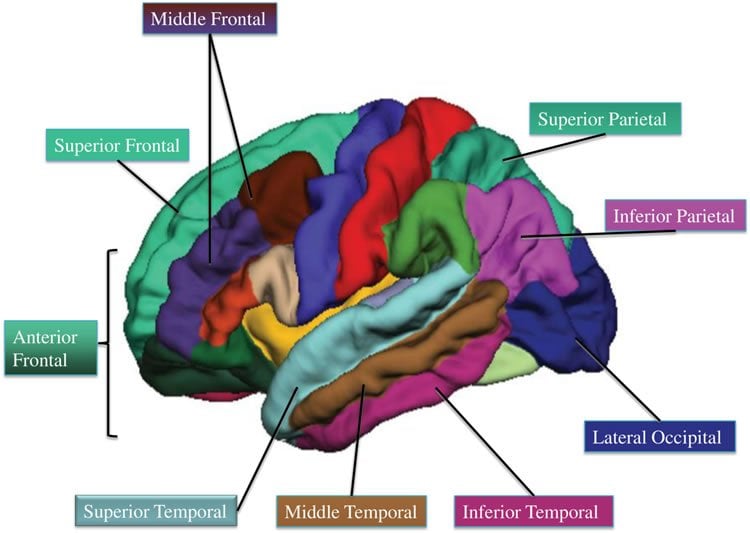 This image shows a brain with different regions highlighted.