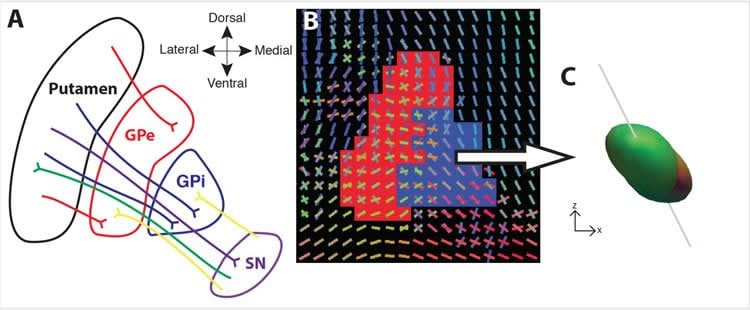 This image shows a schematic of the major fiber pathways through the basal ganglia.