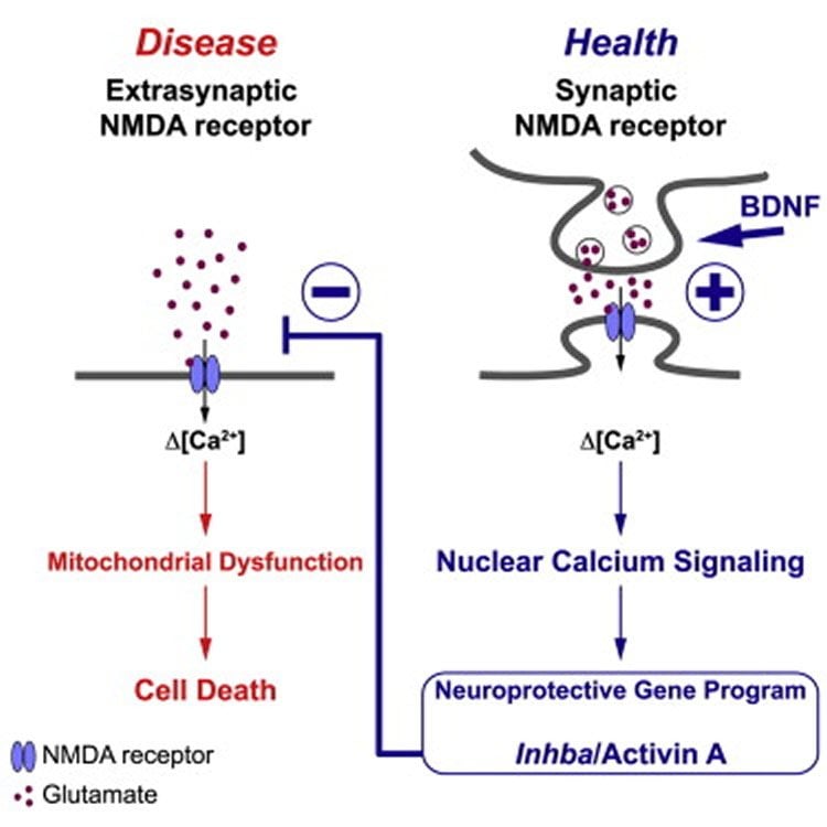 This diagram shows how a diseased and healthy NMDA receptor work.