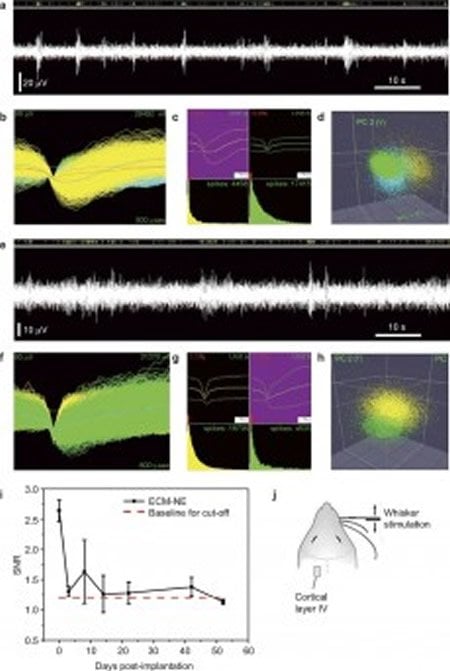 The image shows different evoked neural signals.