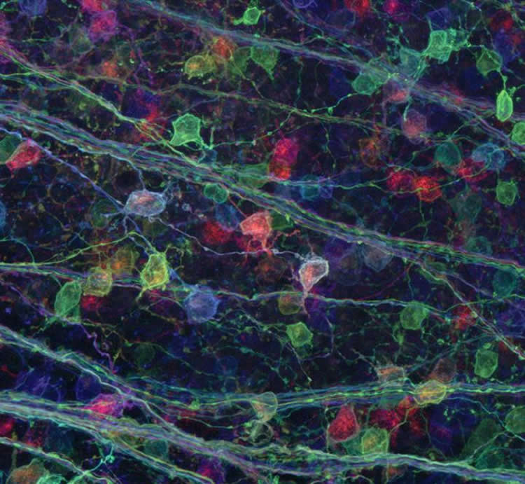 This image shows a synaptic terminals captured via the brainbow technique.