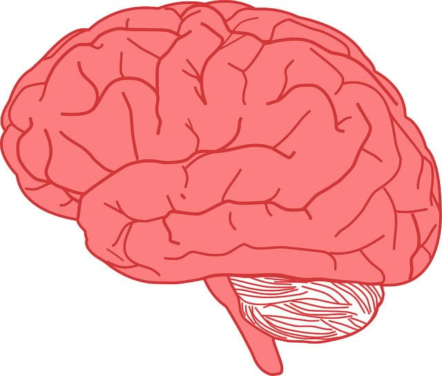The human brain uses up to 25% of the body's energy budget and up to 60% of blood glucose. Image is for illustrative purposes only.