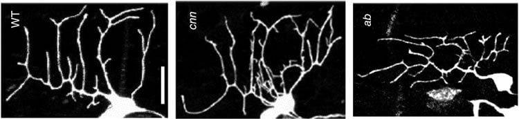 The image shows how centrosomin disrupts dendrites.