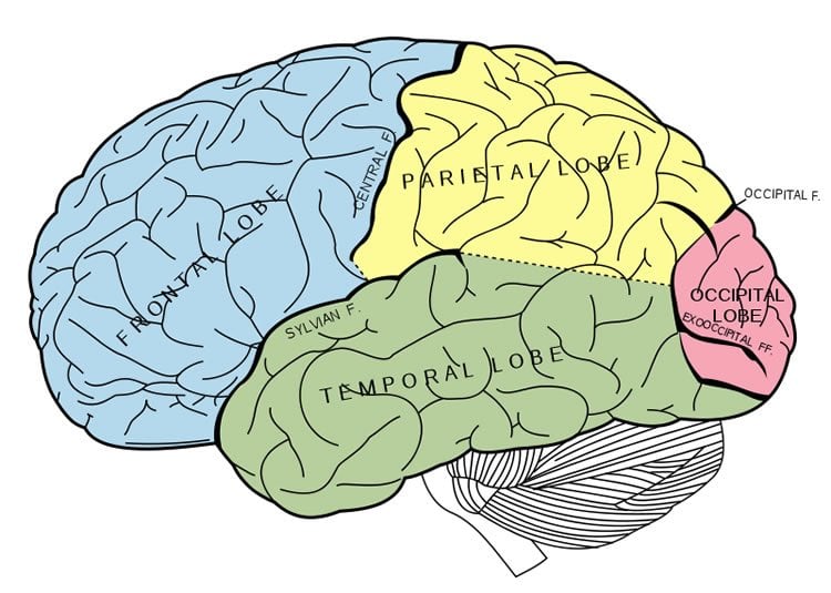 This image shows a brain with the 4 main lobes labelled.