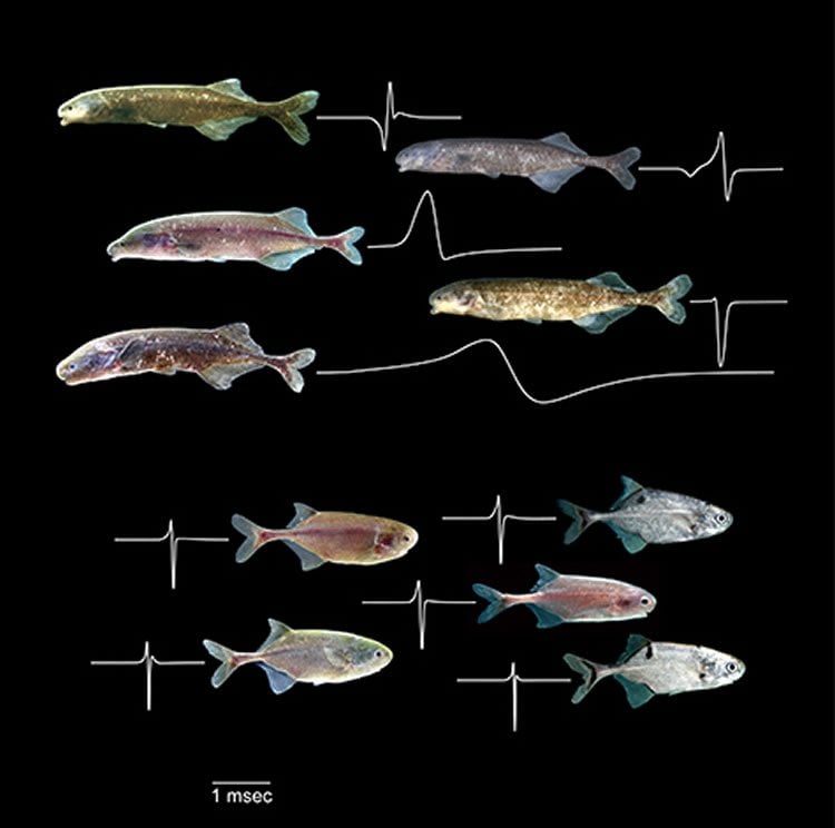 Weakly Electric Fish Use Oscillatory Receptors to Find Their