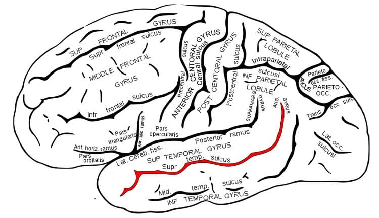 This shows the location of the superior temporal sulcus.