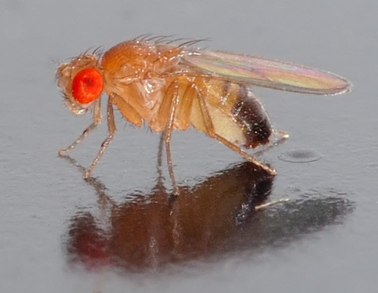 This shows a drosophila fruit fly.