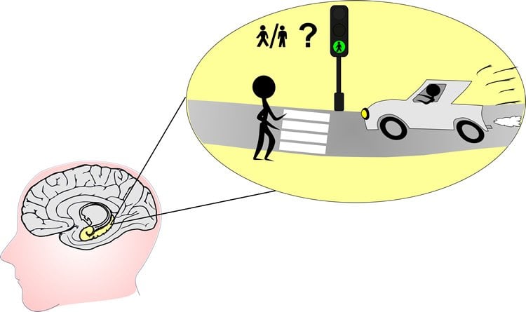 This image shows a brain with the hippocampus highlighted. In a thought bubble is an image of a person crossing a street.
