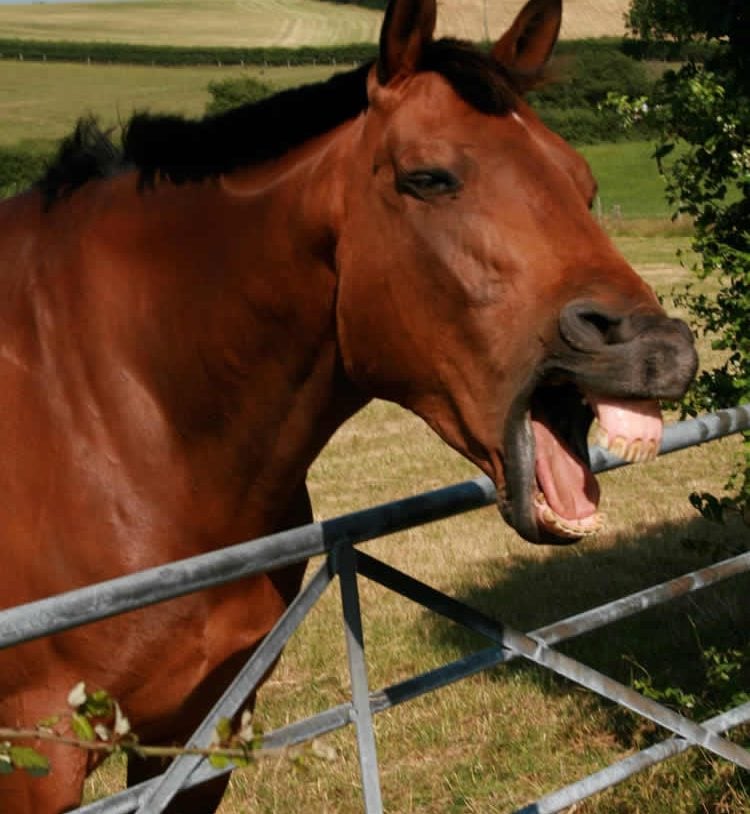 This is a horse showing its teeth.