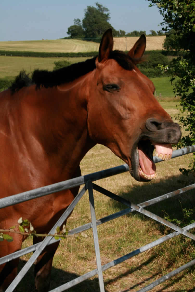 This is a horse showing its teeth.