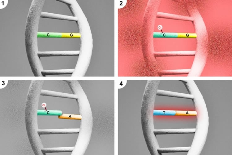 This shows 4 DNA strands.