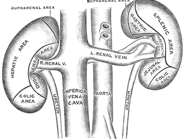 This image shows the anterior surfaces of the kidneys.