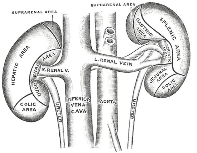 This image shows the anterior surfaces of the kidneys.