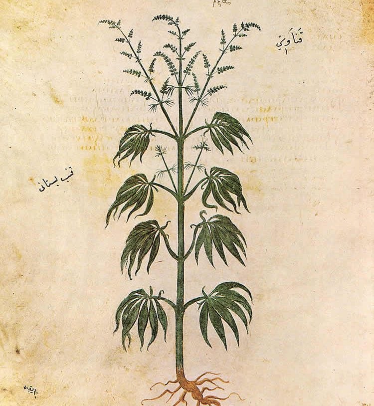 This image is a drawing of a cannabis plant.