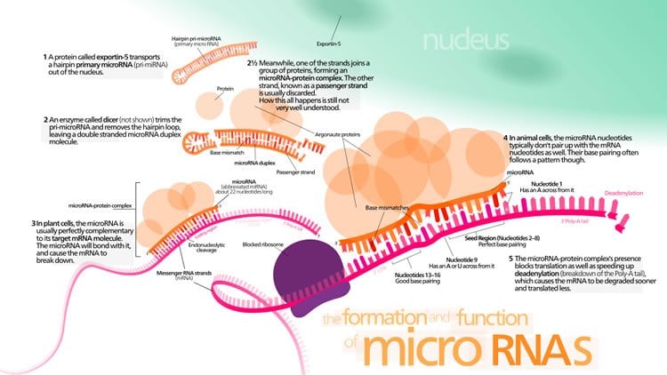 The diagram shows miRNA's action with mRNA.