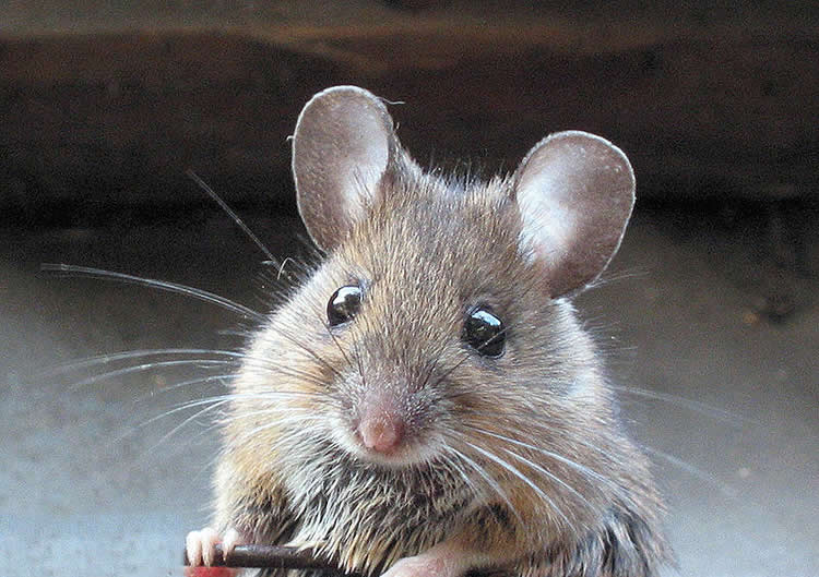 This image shows a wood mouse.