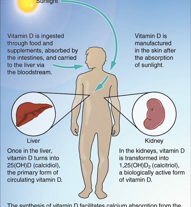 This diagram explains the synthesis of Vitamin D.