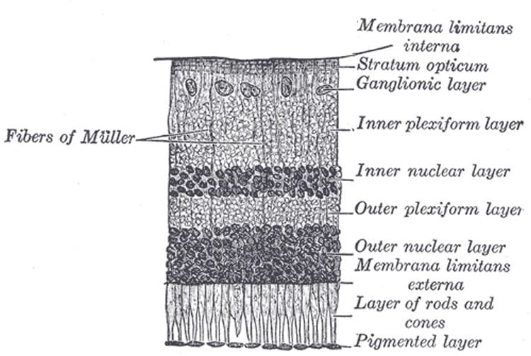 This is a drawing of a section of the retina.