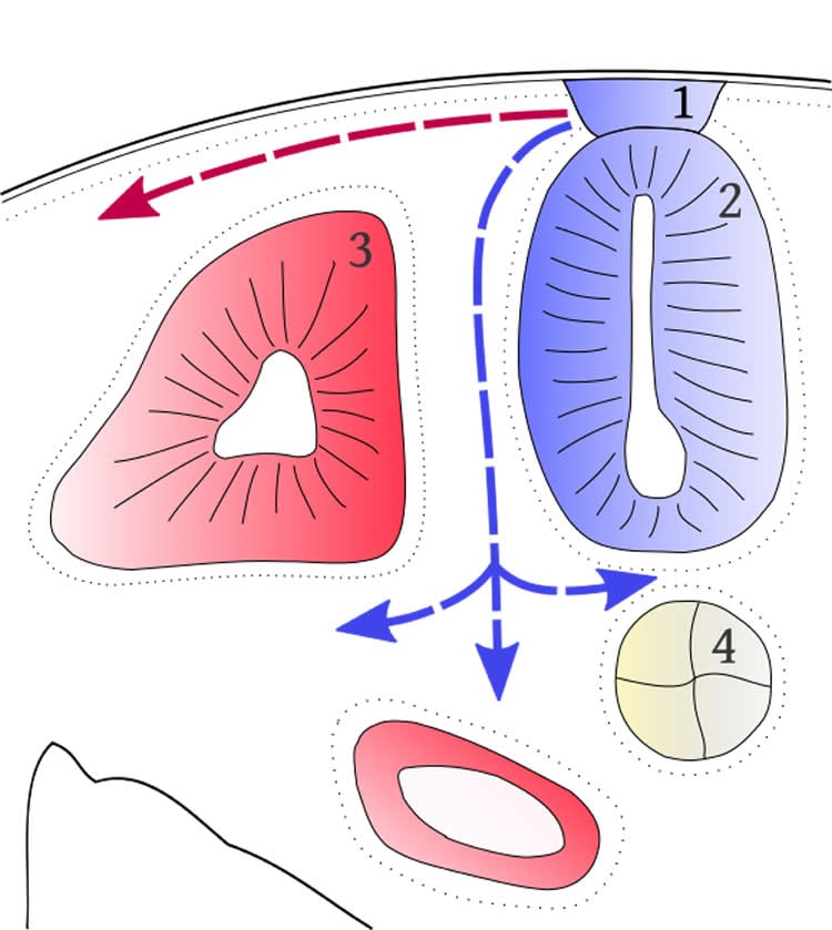 This is a diagram of a neural crest and neural tube.
