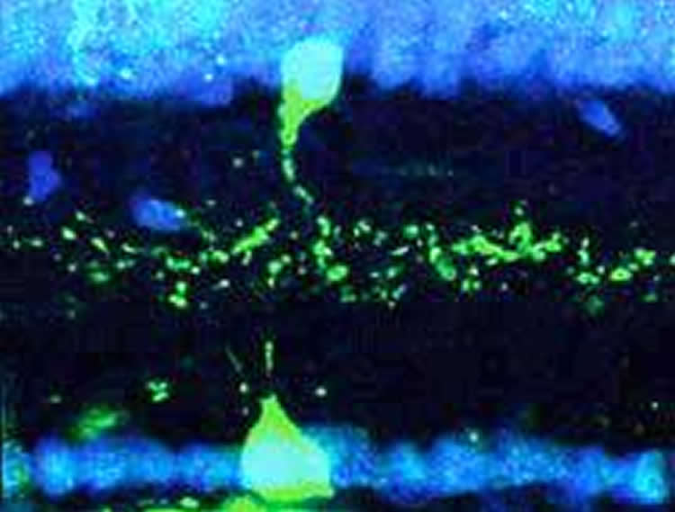 A VG3 amacrine cell (top, in green) is shown superimposed with an object motion detector cell (bottom, green). Each of the neurons is expressing sidekick-2, an adhesion molecule that allows the two neurons to find each other and connect. G: Nerve. Credit: Dr. Joshua R. Sanes.