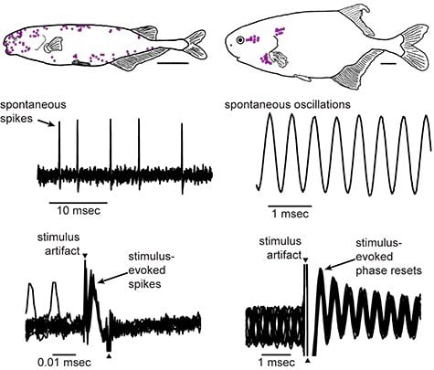 Body Morphology in the Two Taxa of Weakly Electric Fish. On the left