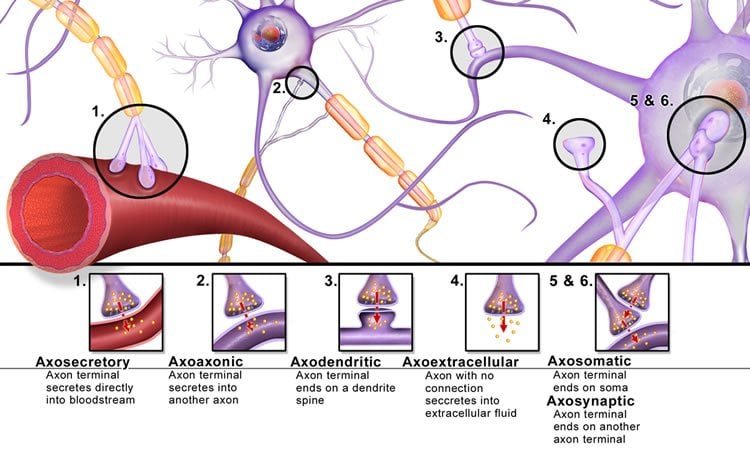This image shows different types of synapses.