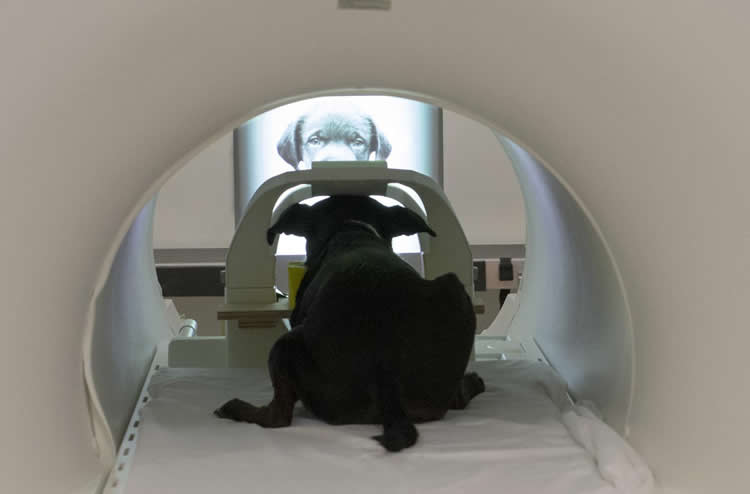 This shows a dog in an fMRI machine.