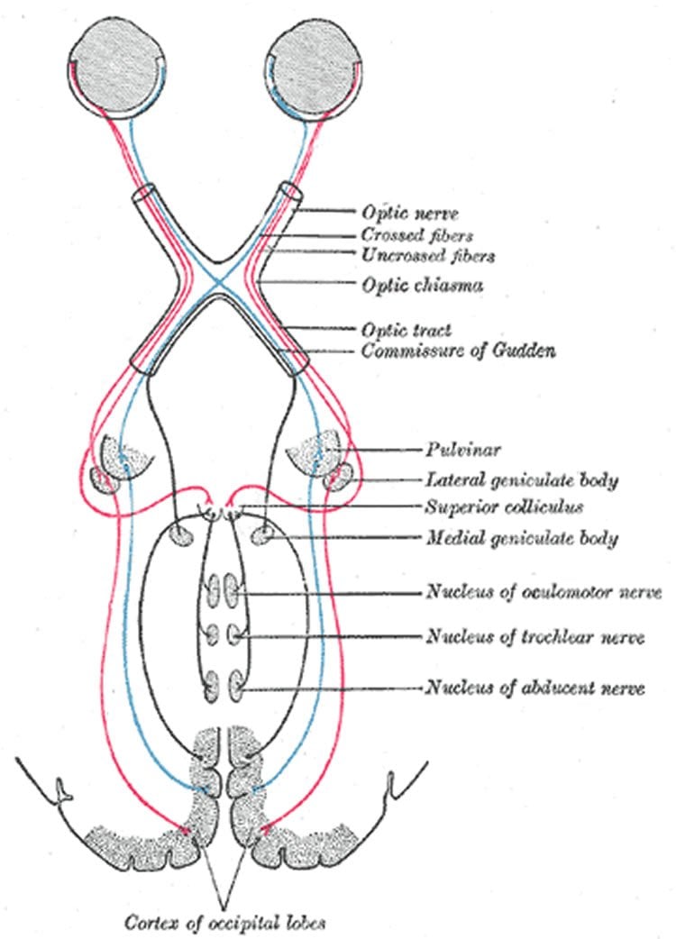 This image shows the routing of neural signals from the two eyes to the brain.