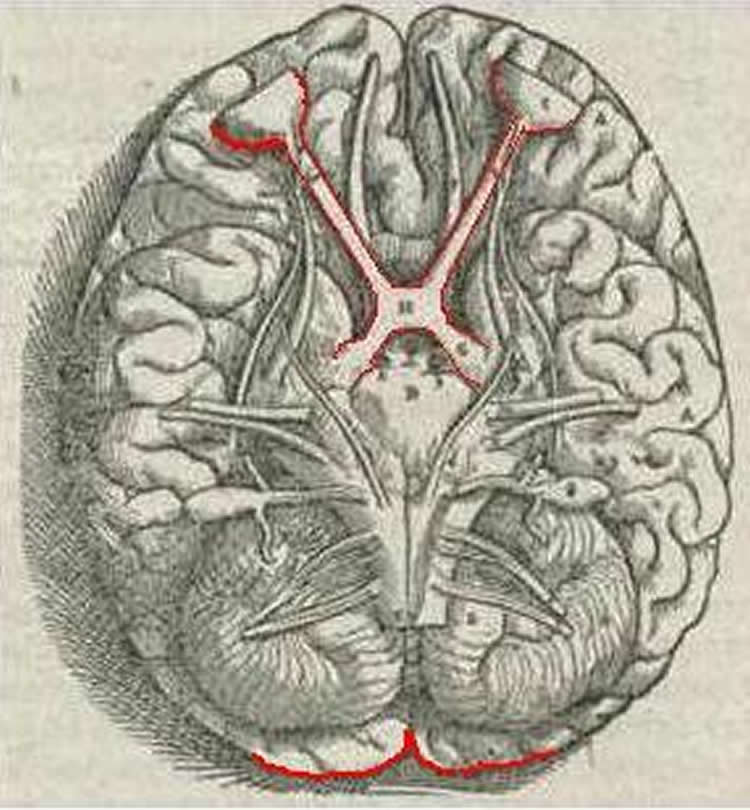 This image shows the location of the visual cortex.