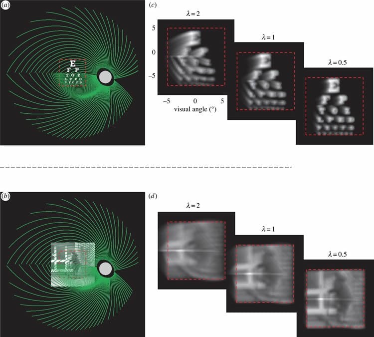 This shows how the visual distortions may look through a bionic eye.