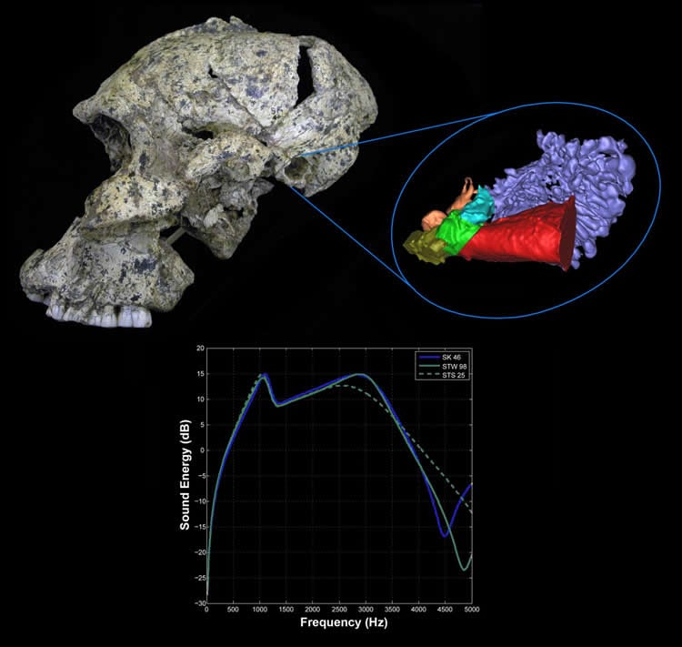 Image of a Paranthropus robustus skull.