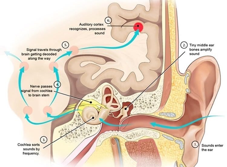 Diagram of the auditory system.