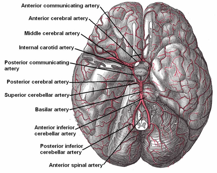 Diagram of the brain with the arteries labeled.