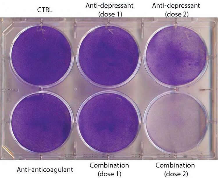 Nine petri dishes with crystal violet staining for live cells.