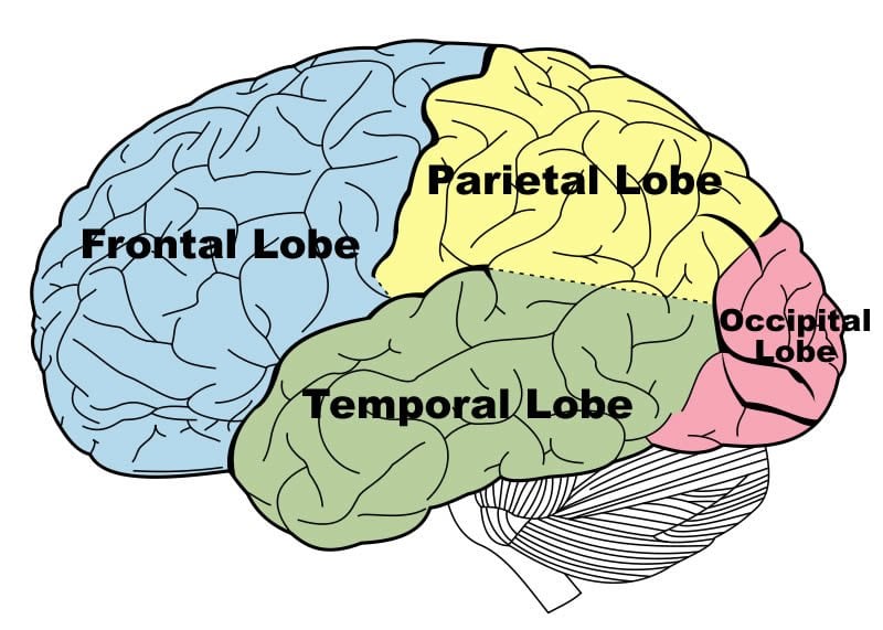 Image shows a brain with the different lobes labeled.