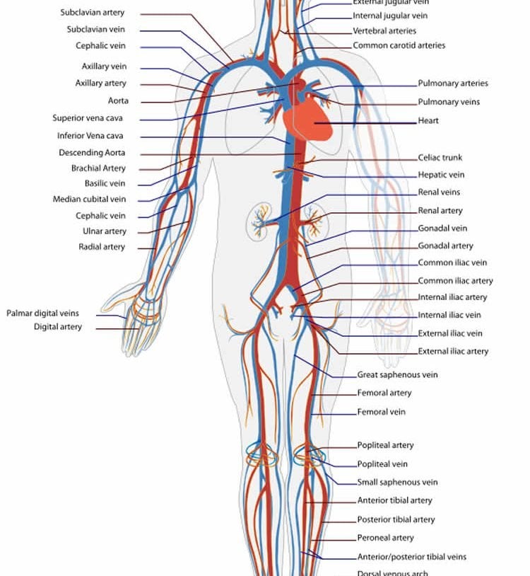 Diagram of the circulatory system.