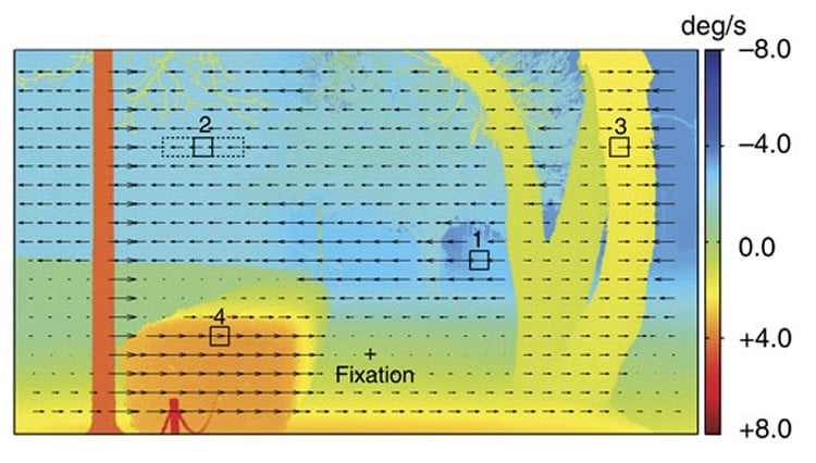 This shows a graph tracking the speed of retinal image motion.