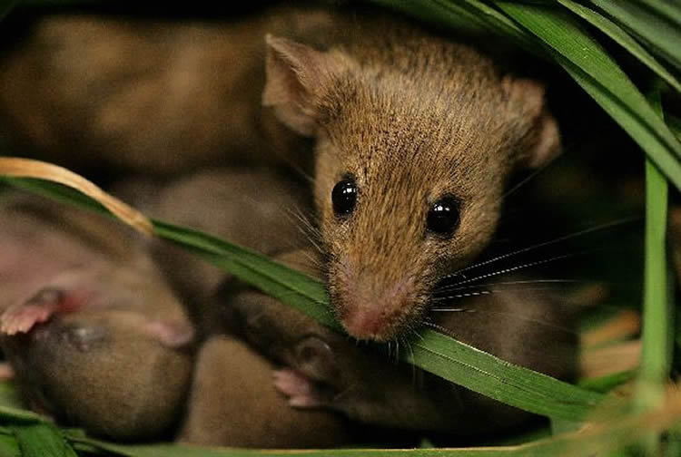 Image of a mother mouse with her babies.