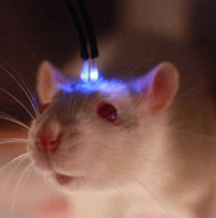 Image shows a mouse with a blue light brain shunt.
