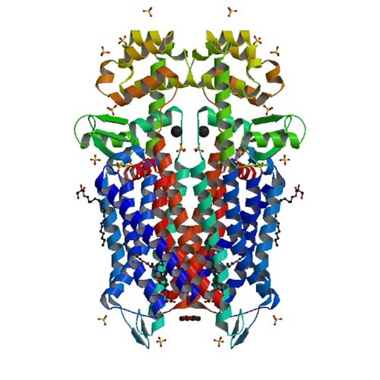 Image shows a crystal structure of the mu-opioid receptor bound to a morphinan antagonists.