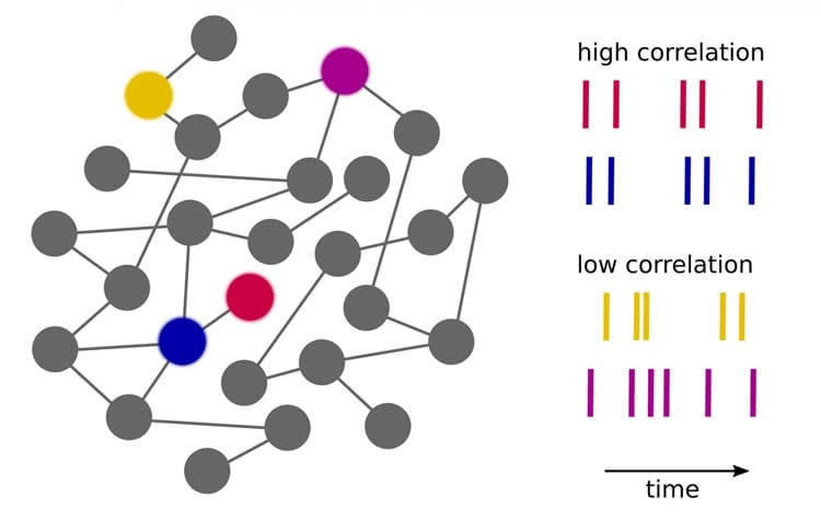 Diagram of neurons with synchronous activity network.