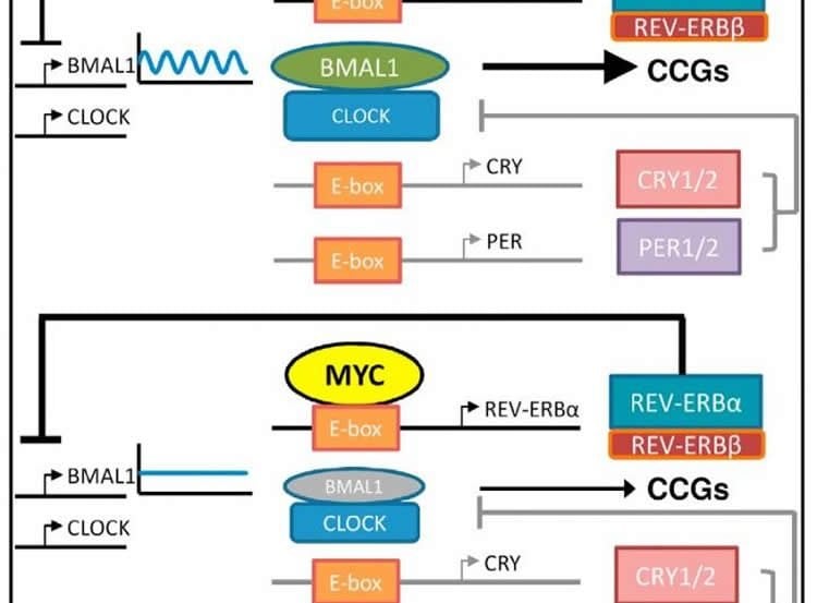 Flow chart showing how MRY disrupts the circadian clock.