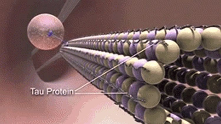 Illustration of tau protein.