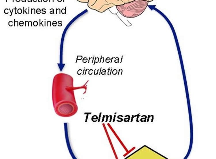Diagram shows how the brain affects the liver following TBI.