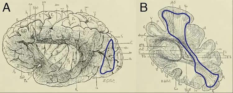 This shows a 19th century drawing of the VOF.