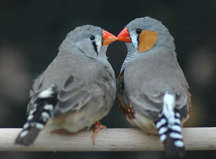 Image shows two zebra finches.