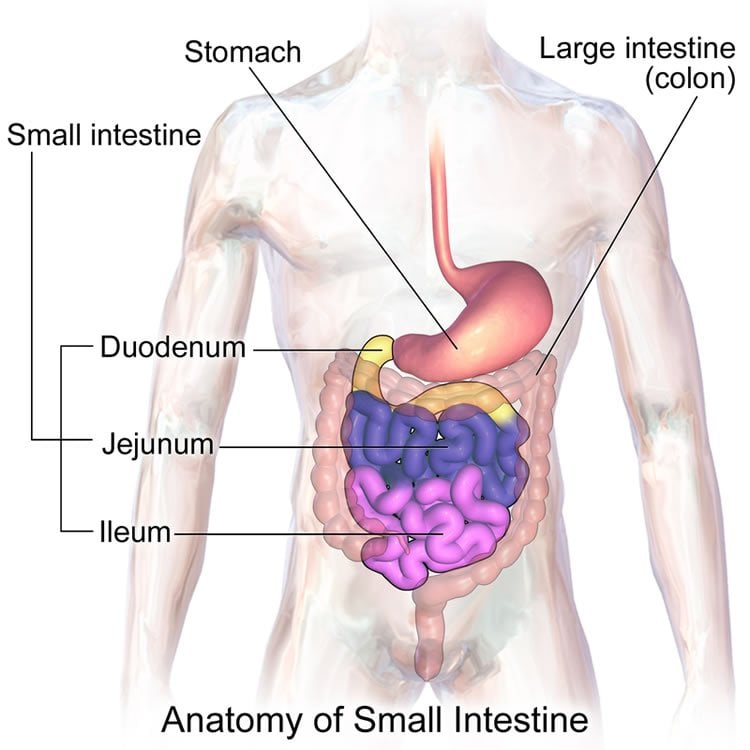 Diagram of the digestive system.