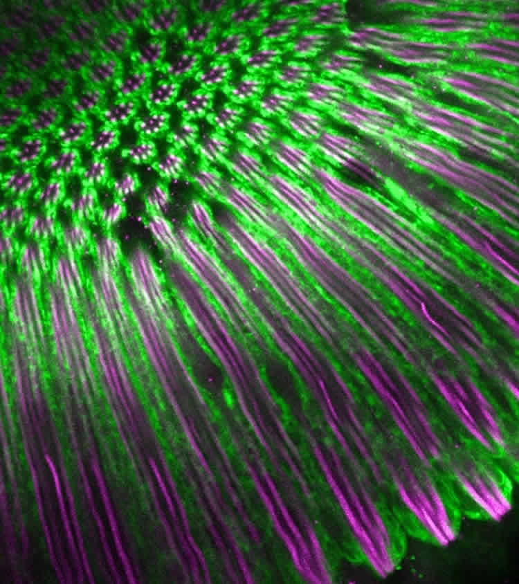 Image shows drosophila compound eye.