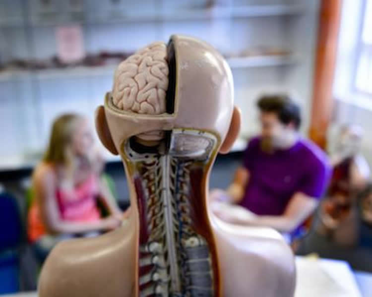 Image shows a classrom human biology model with the brain exposed.