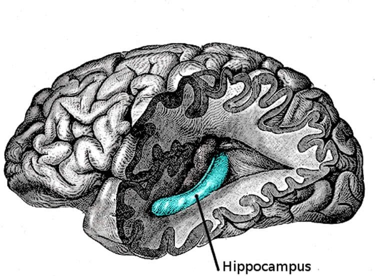 Drawing of a brain with the hippocampus highlighted.